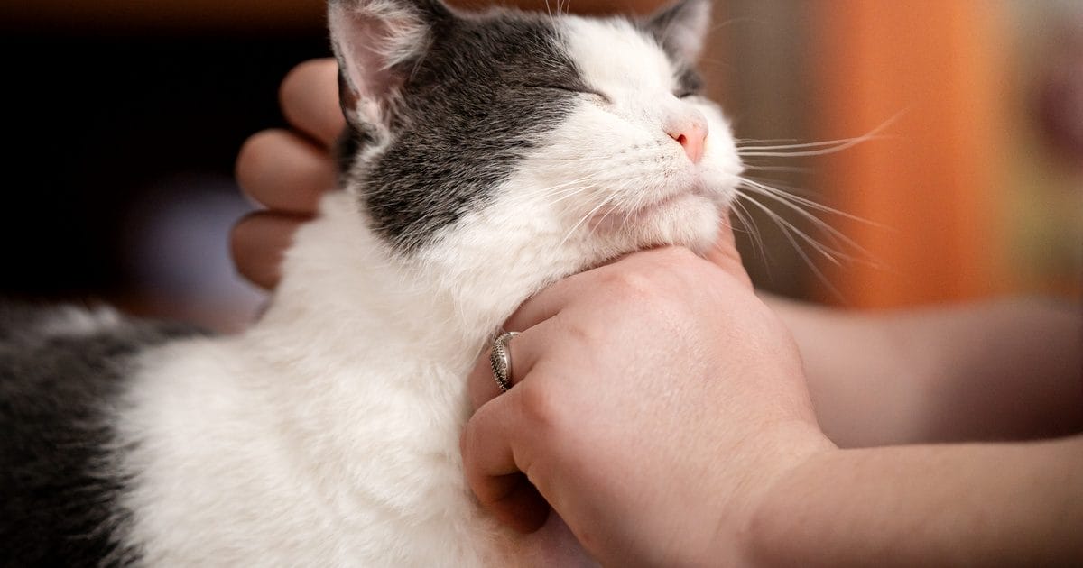 A dorombolás mestere: Találkozz Bellával, a világ legzajosabb cicájával!