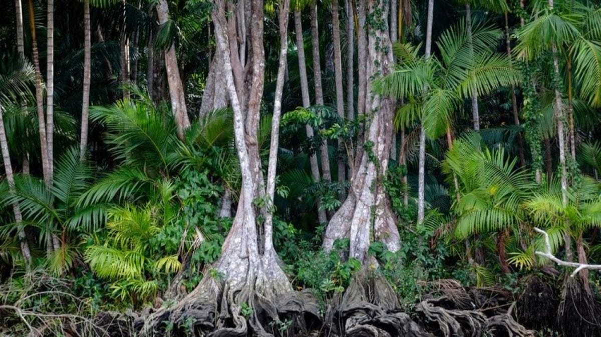 Az esőerdők védelmében remény tükröződik – Pozitív hírek érkeztek!
