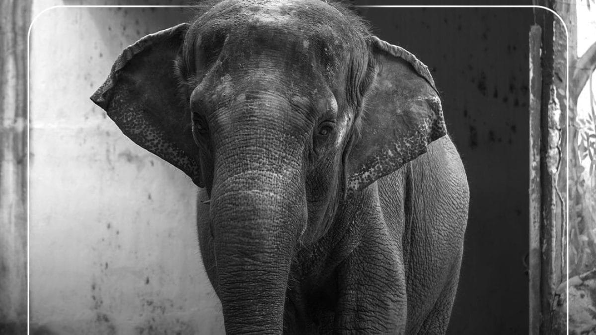 A szomorú sorsú Mali elefánt egyedülálló halála: a világ elszomorodott