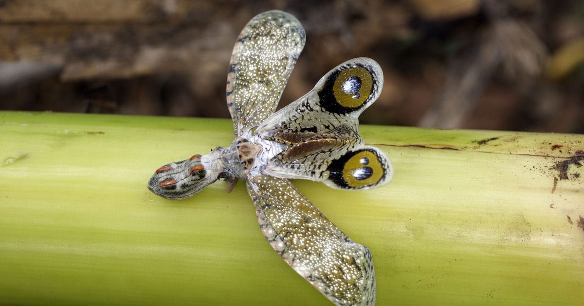 Kívülről csillog, de belül furcsaság: 5 meglepően kinéző bogár