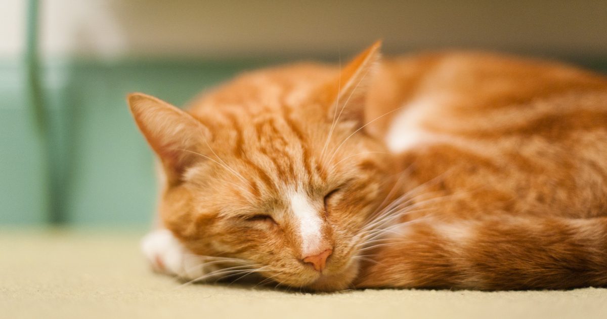 Az alvó macskák titkos védelmezői: óvakodj, ha gazdi vagy!