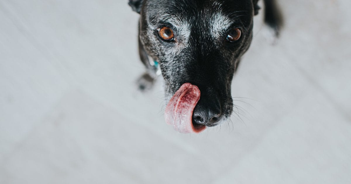 A kutyák kedvenc ételének hatása az agyukra: Az ízletes falatok nyomot hagynak a kutya agyában