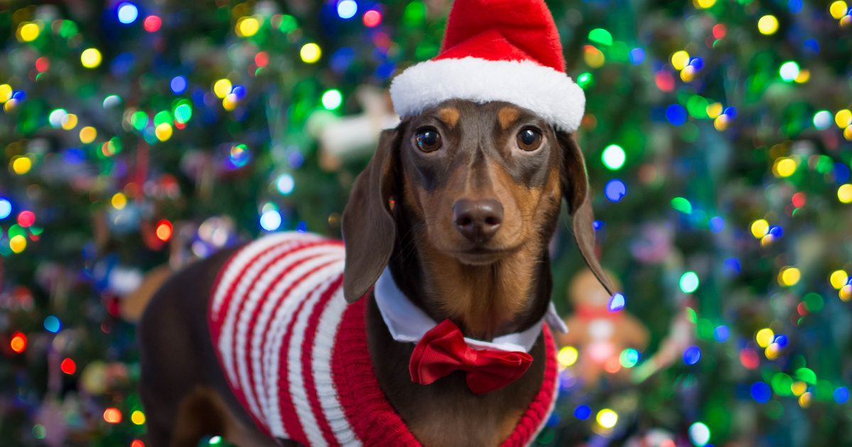A mosoly garantált: 8 mókás karácsonyi kutyás kép, ahogy a gazdik megörökítették a beöltöztetett kutyusokat