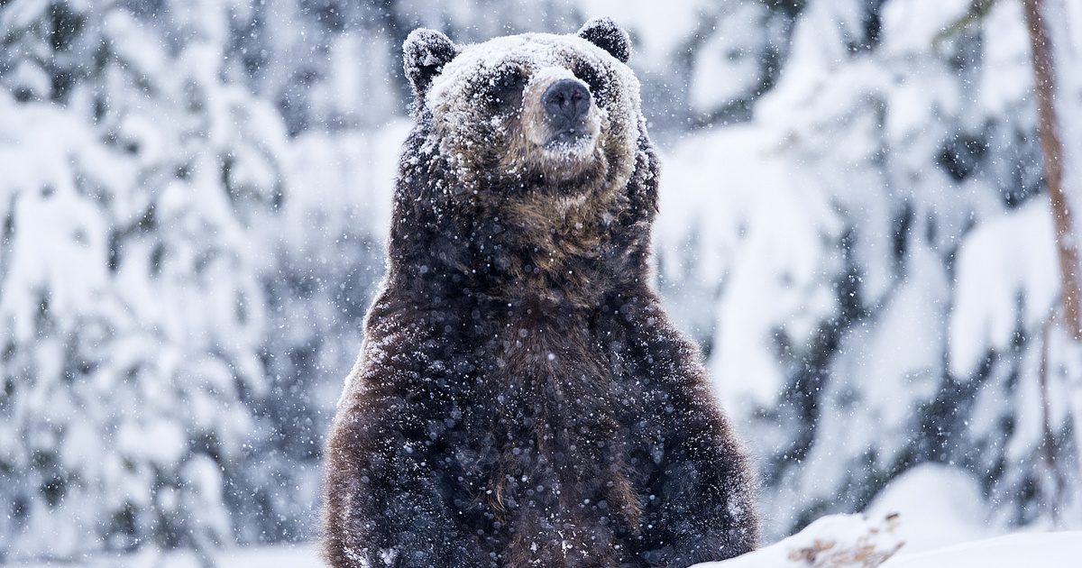 Az internet imádja ezeket a cuki medvéket – Meglepő felvételek a hátsókertben hintázva!