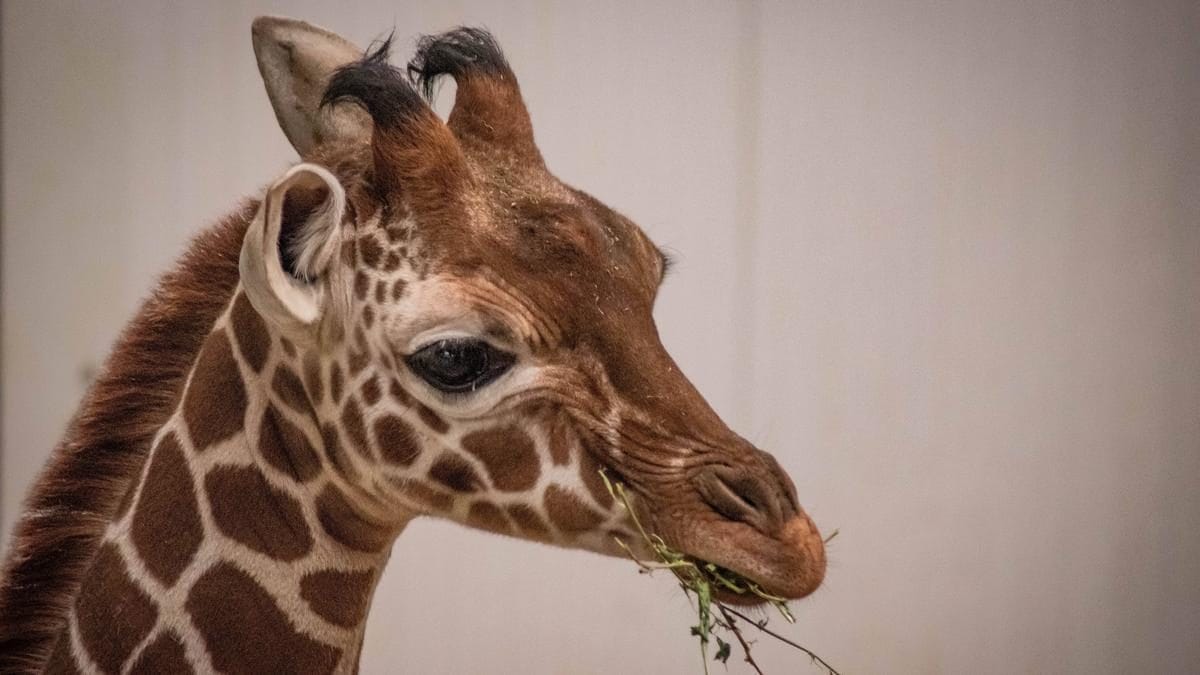 Kíméletlen veszteség: Egy hat hónapos zsiráfbébi élete tragikusan rövidült