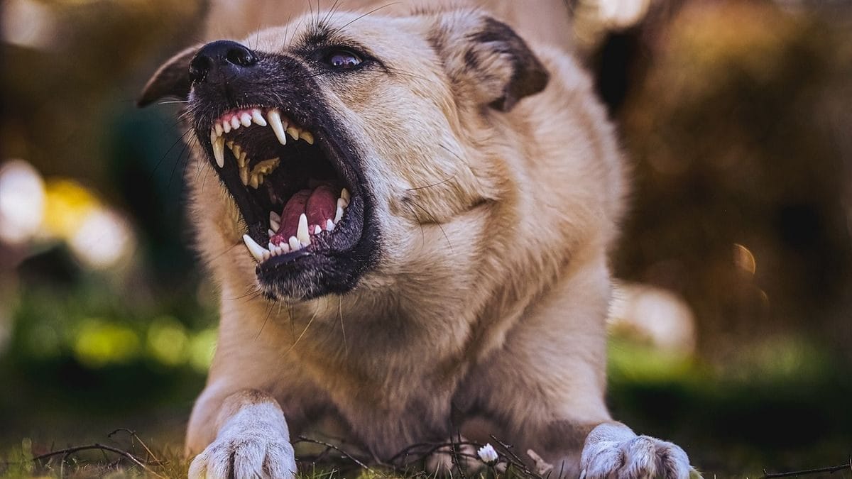 Az őrült kutya, amit még gazdája sem tud megszelídíteni – Videó