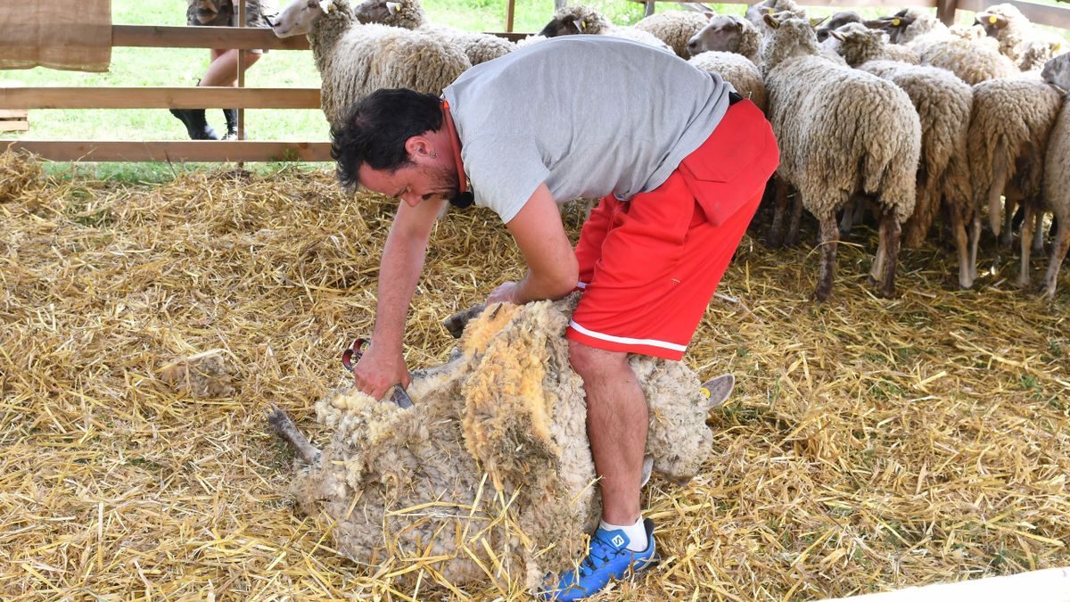 Drámai baleset a színpadon: Mellkason rúgta őt a birka!