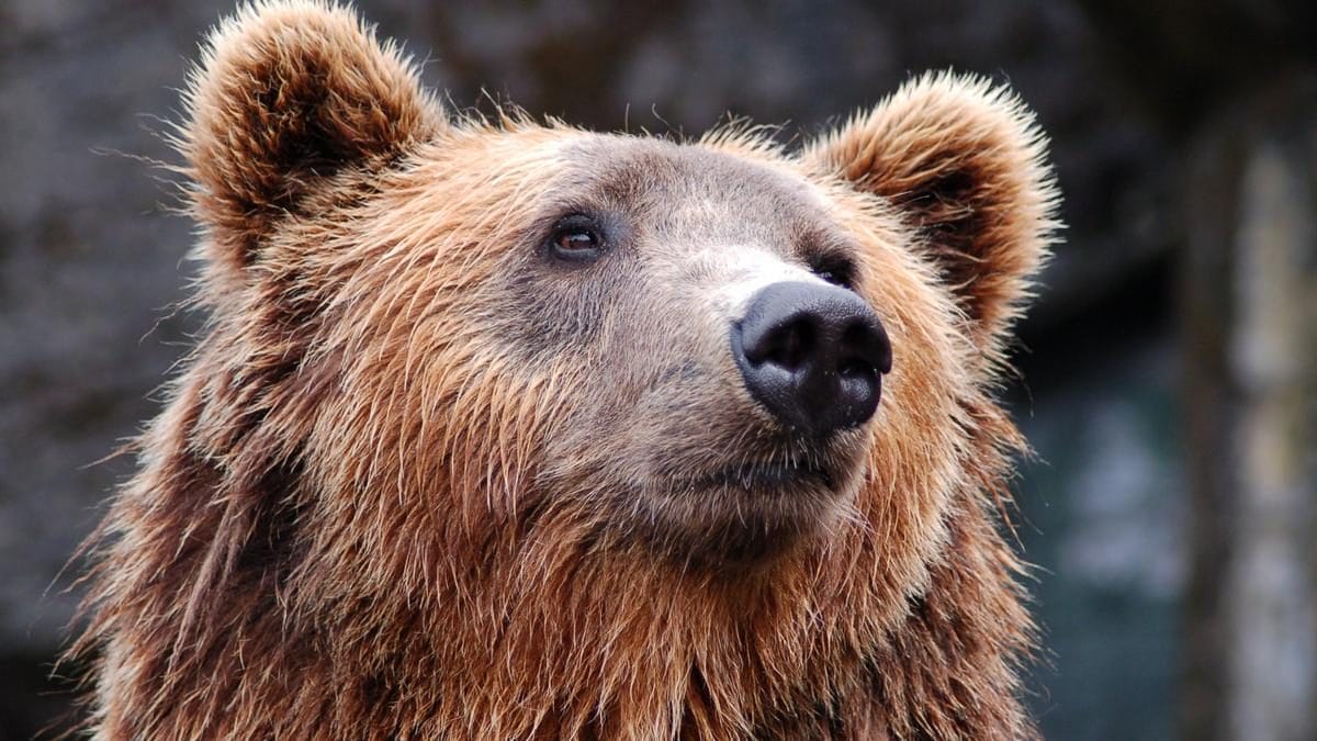 Erdélyi rémálom: Vadászokat megtámadott egy dühödt medve