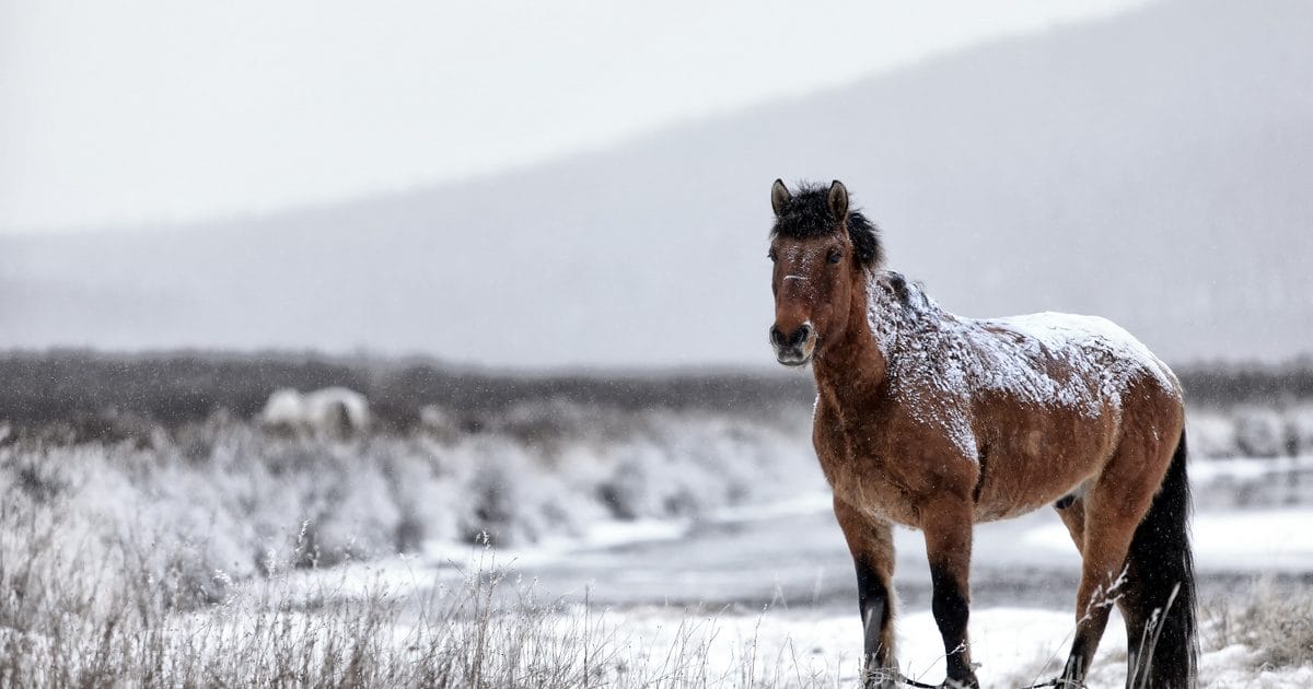 A megható pillanatokat rögzítő videó: terhes ló mentése a hó fogságából