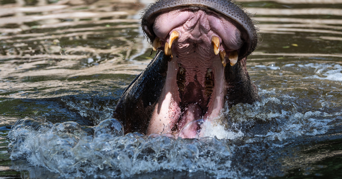 Víziló szökés az állatkertből: az egyik biztonsági őr hihetetlen reakciója