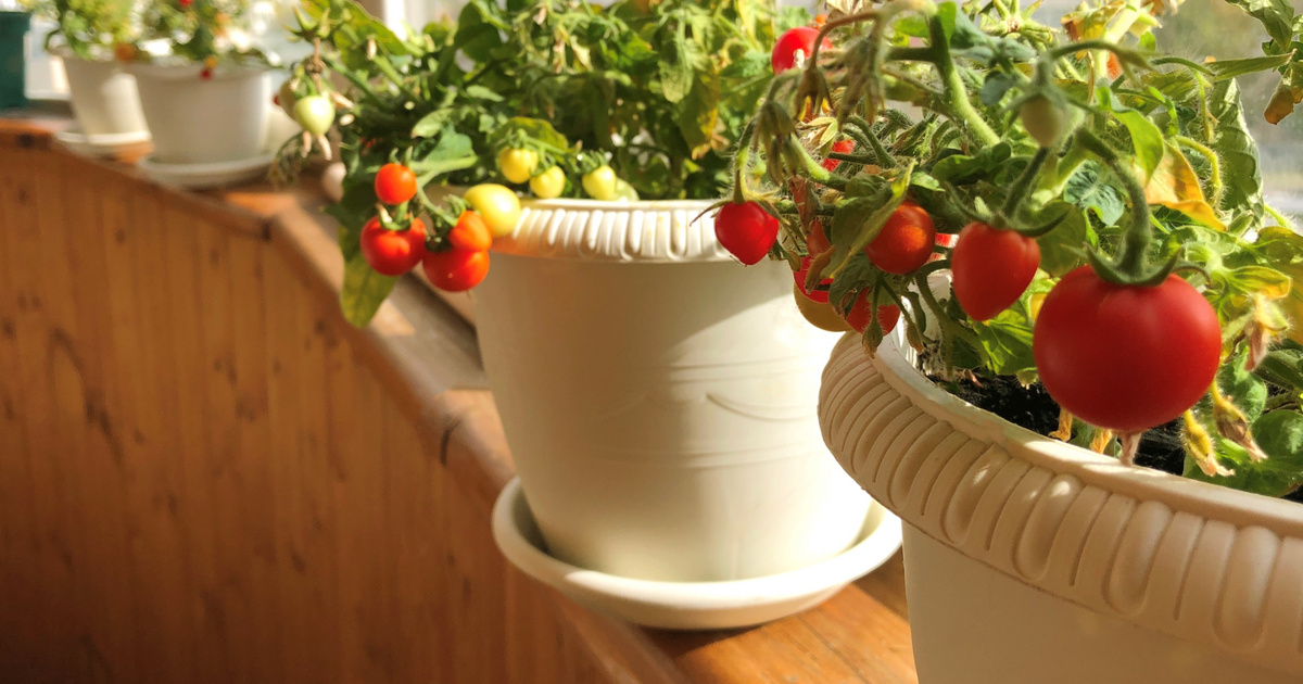 Paradicsom termesztése az erkélyen: Tippek a sikeres palántázáshoz otthon