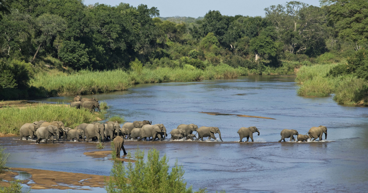 Az Afrikában felbukkanó rózsaszín elefántbébi rejtélye - meglepő okok a háttérben