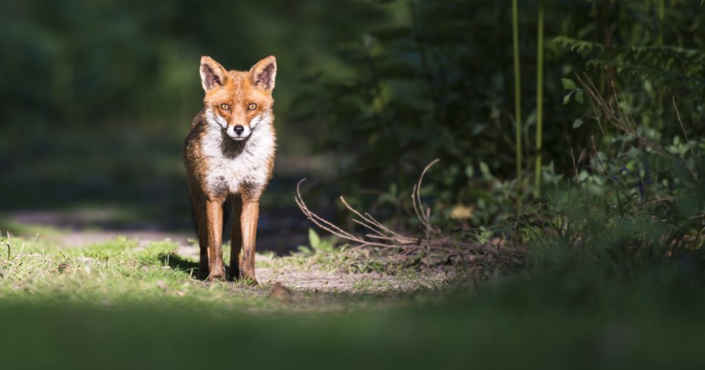 A kíváncsi róka: zseniális felvételt készített az állatvédő telefonjával