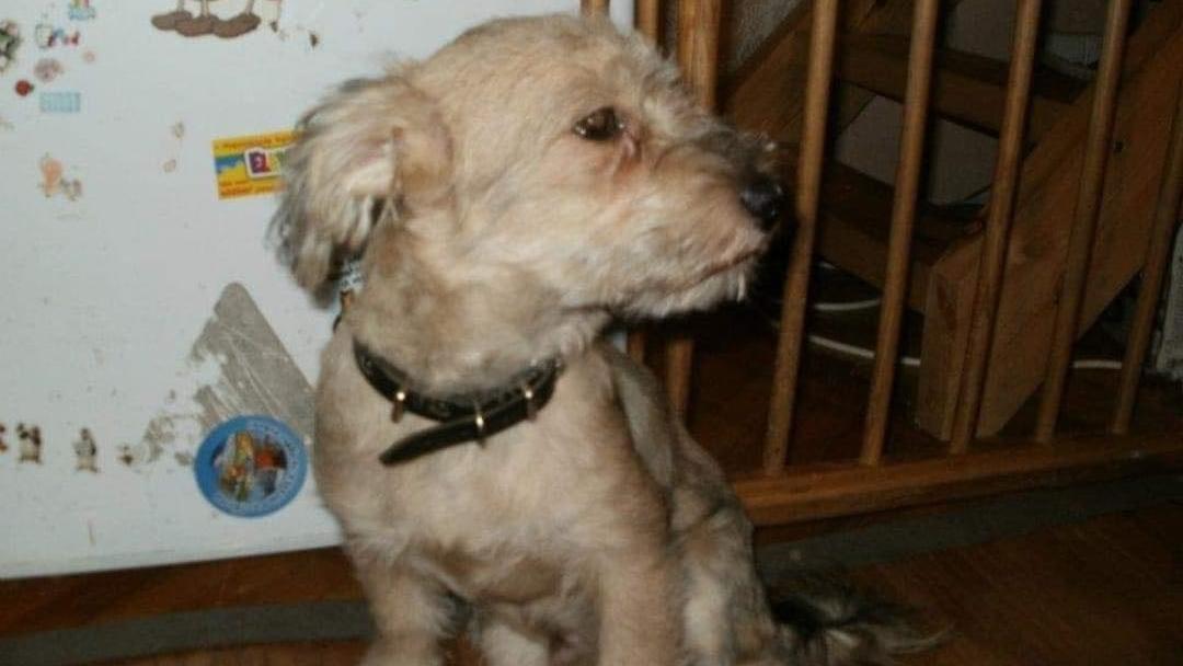 Veszedelmes staffordshire terrier terrorszorításban: kíméletlen idős kutya megöletése Óbudán