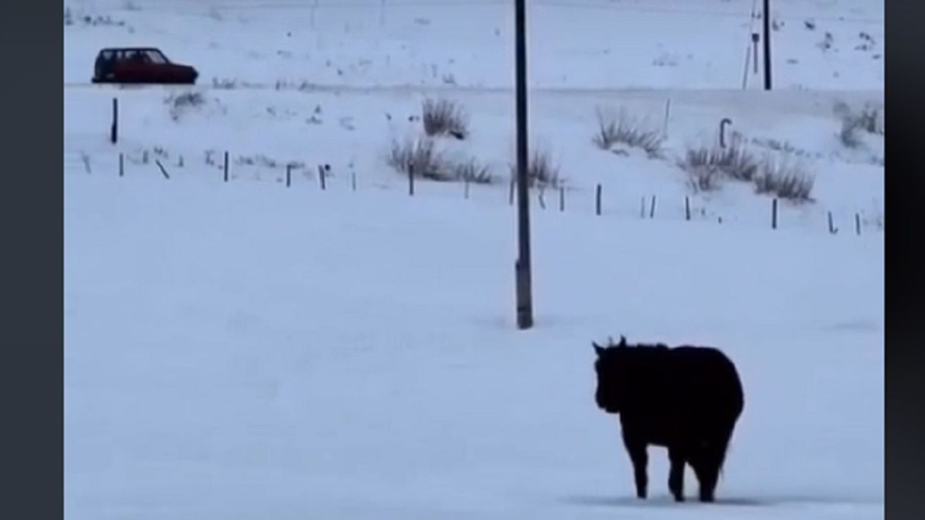 A Ló irányának megfejtése: Egy meglepő felfedezés a mozgásáról – Videó