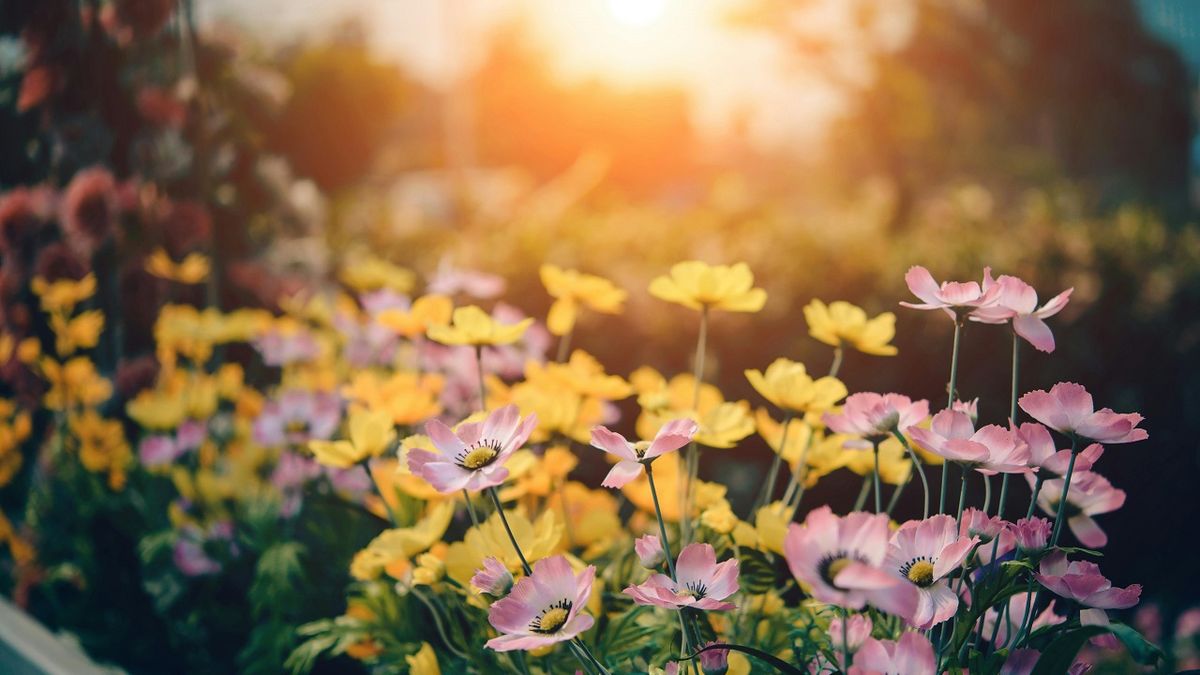 Varázsolj virágző kertet a tavaszra ezzel a egyszerű lépéssel