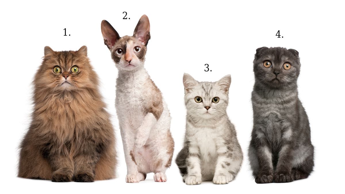 A macskaválasztás titkos jelei: Ez árulkodik rólad
