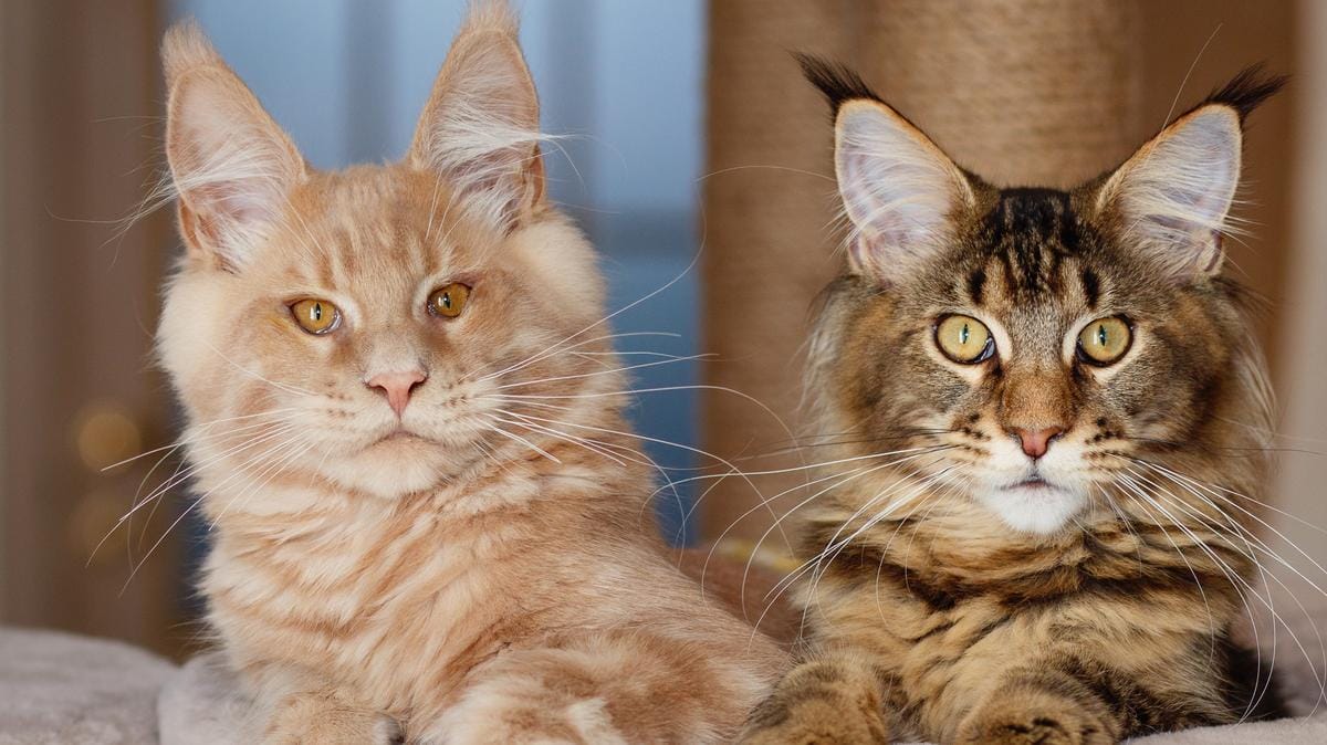 Az érzékeny macska: Hogyan befolyásolja a háziállatunk az életünket?