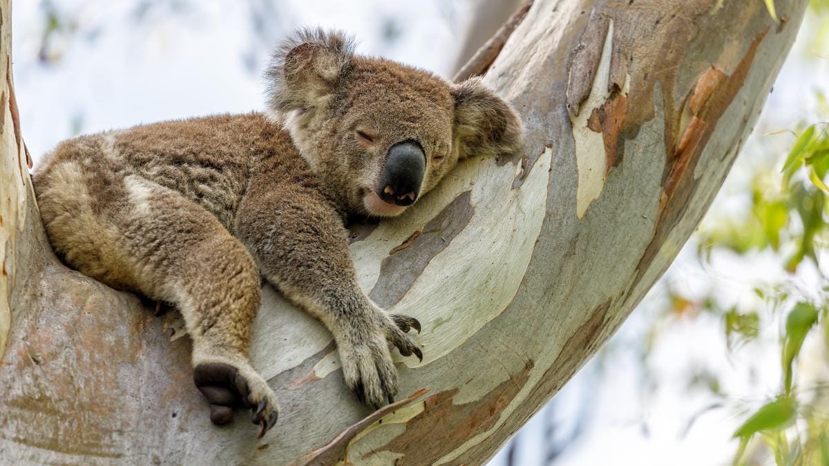 Koalák – az okosság és pihenés mesterei: Miért alszanak ennyit?
