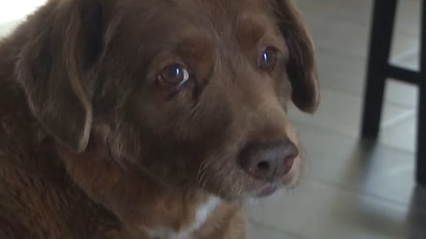 A tragikus végzet: Bobi nem lehet többé a világ legidősebb kutyája