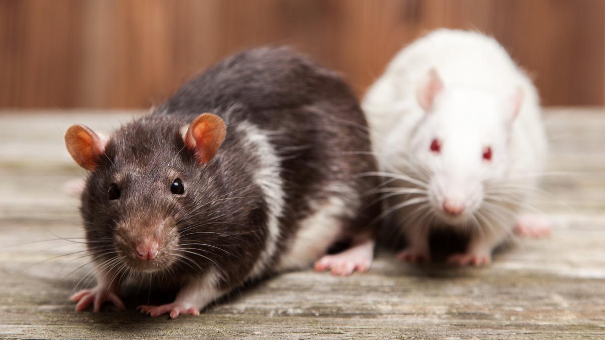 A patkányok: az együttérzés mesterei a természetben