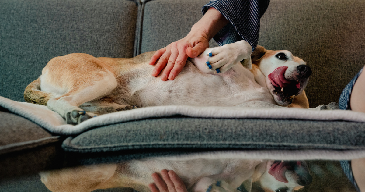 Hogyan szabadulhatsz meg véglegesen a kutyaszagtól otthonodban – 6 hatékony tipp
