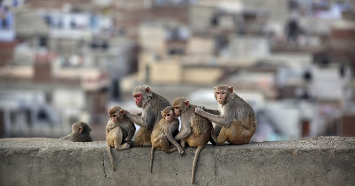 Rémálom a településen: 30 ezer kísérleti majom tenyésztése fenyeget