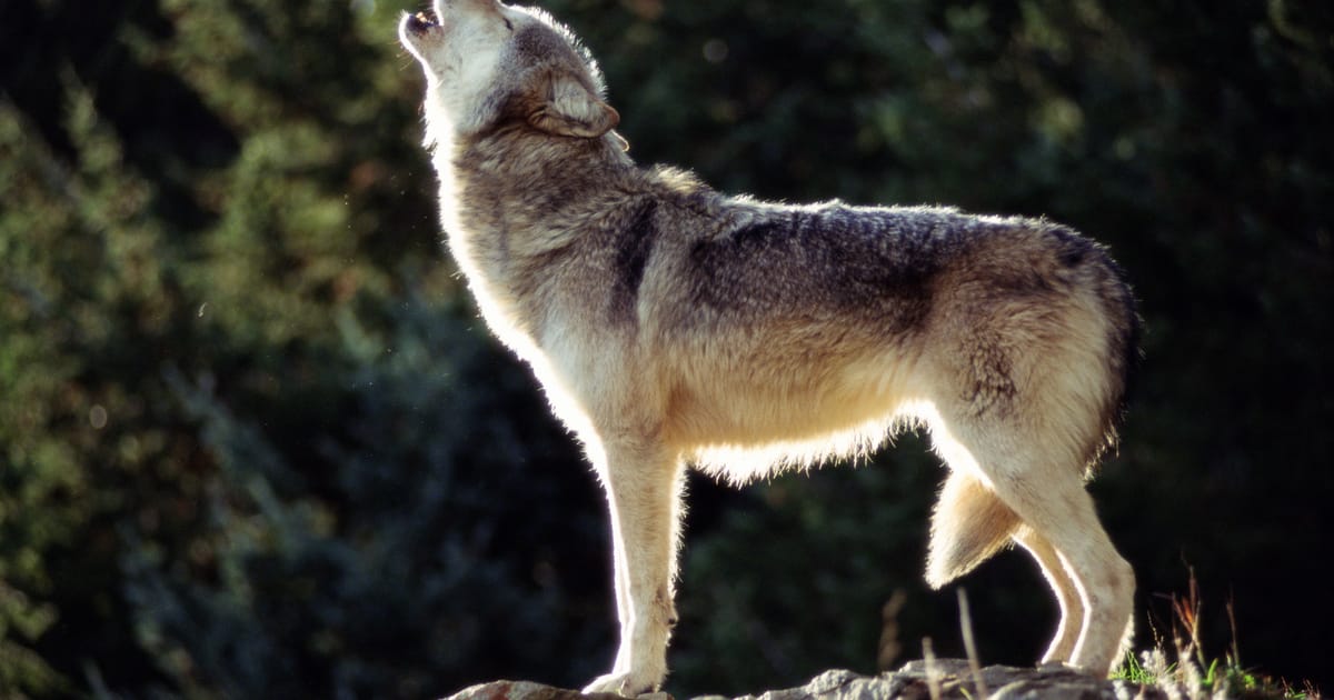 A rejtélyes svájci farkas: Elsétálhattál volna mellette anélkül, hogy tudnál róla