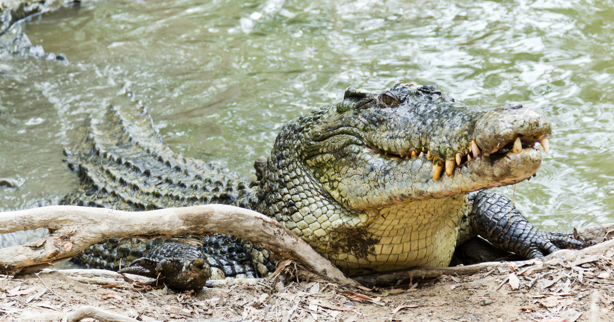 Hagyományos ausztrál rituálé: Krokodilok szőrlabdáit vadászzák
