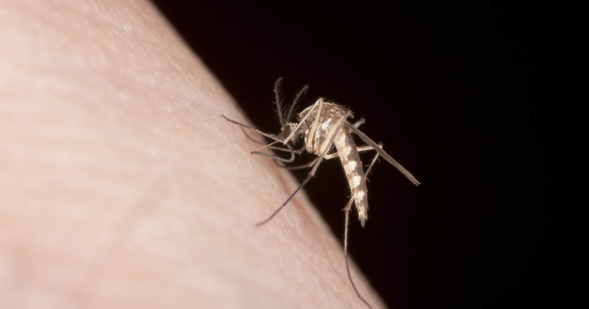 Újabb, szúnyogok terjesztette vírusra figyelmeztetnek: erre kérik az utazókat