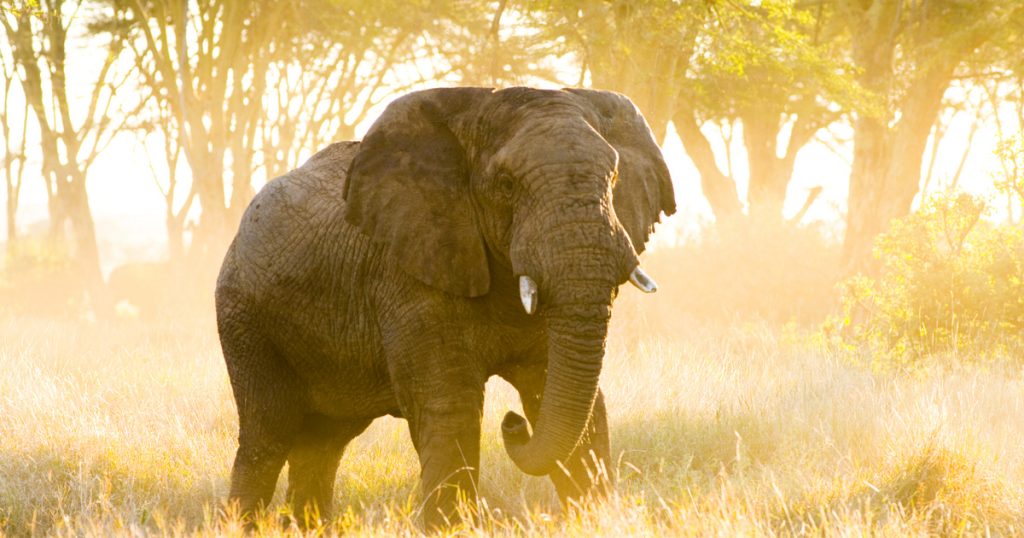 „Döbbenetes pillanatok: Elefánt támadása turistabuszra rögzítve”
