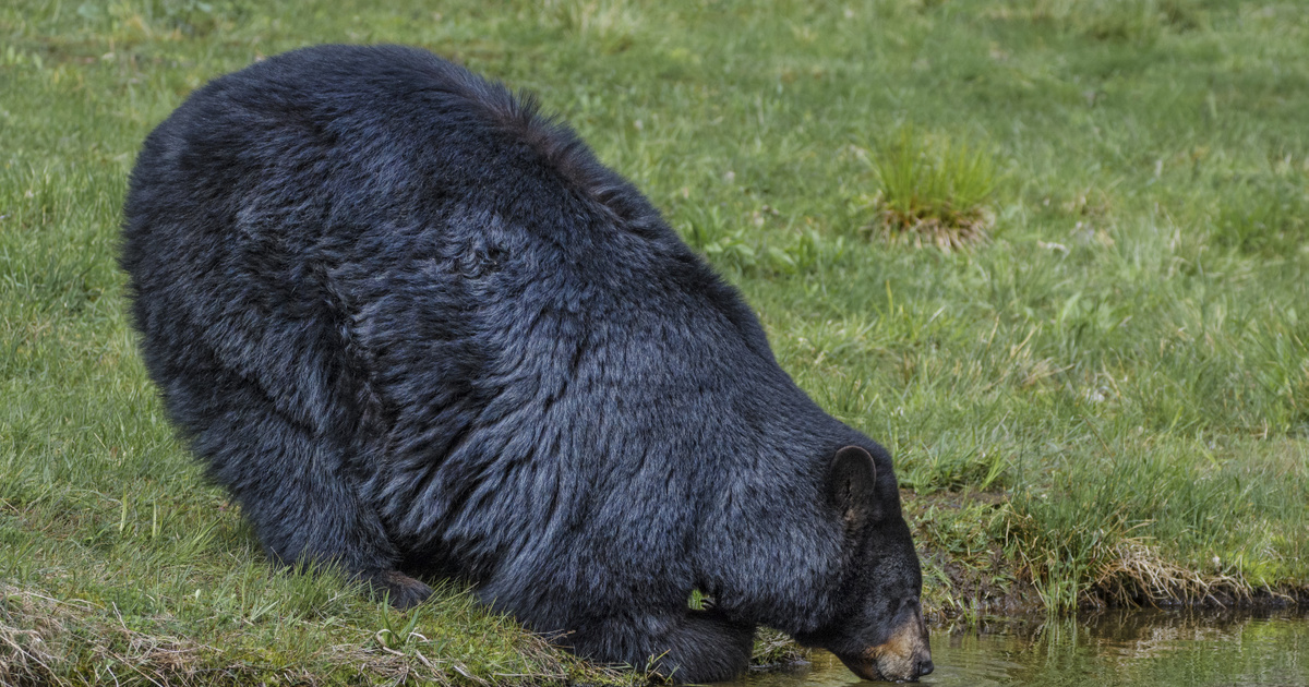 Szórakoztató látvány: a medvék imádták az új hattyú alakú vízibiciklit az angliai szafariparkban