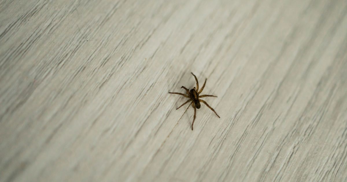 Az eldobott pókok sorsa: megdöbbentő tények a házból kitett rovarokkal kapcsolatban