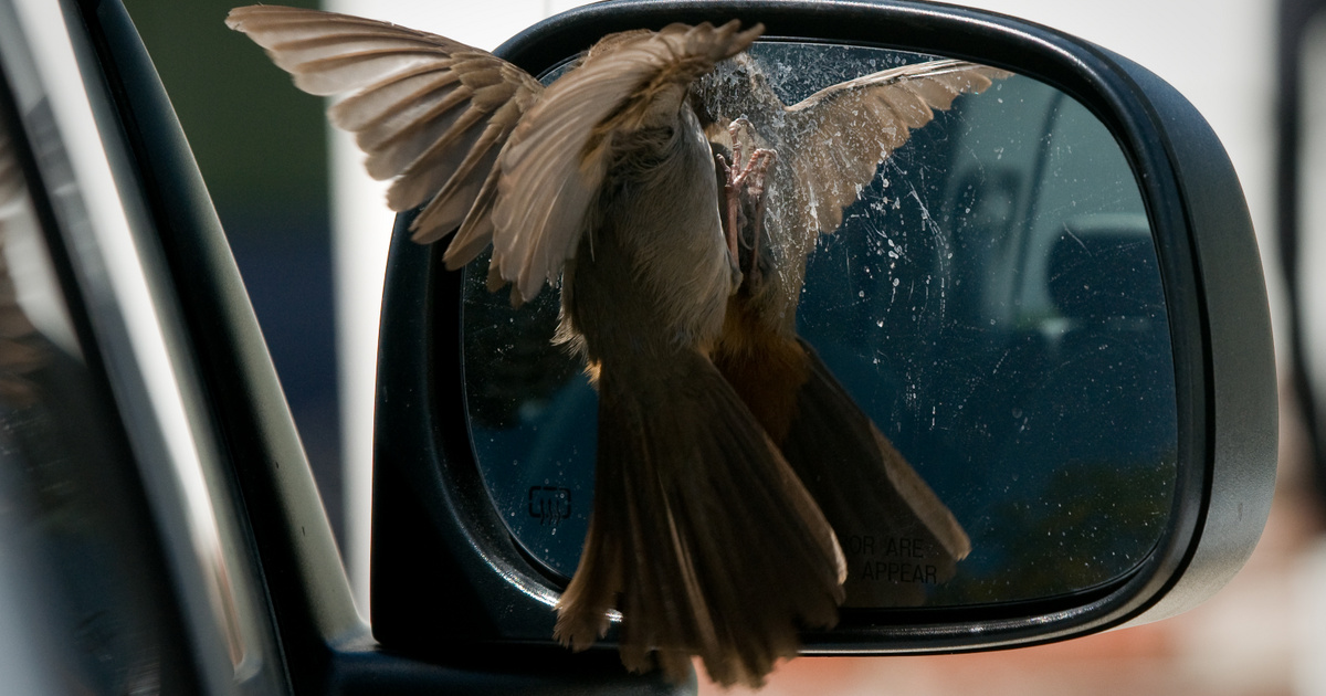 Az óvatosaknak: Támadó madarak inváziója várható, balesetveszély fenyeget