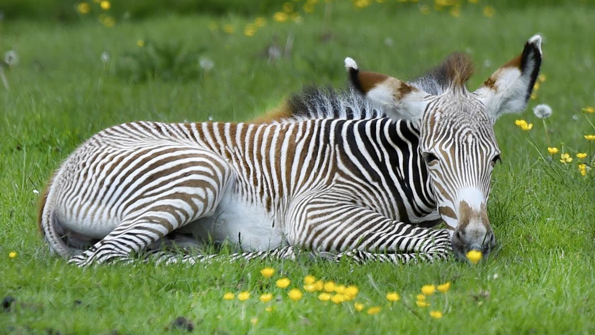 Ritka látvány a Nyíregyházi Állatparkban: Grévy-zebracsikók a közönség előtt