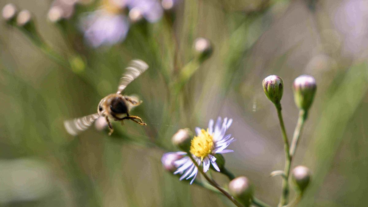 A “Méhek nélkül eltűnő élelmiszerek: fontos megünnepleni a beporzók napját