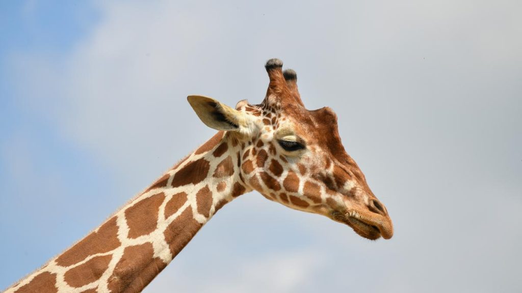Az tragikus esemény: zsiráfbébi elhunyt nyaktörés miatt a Miami Állatkertben