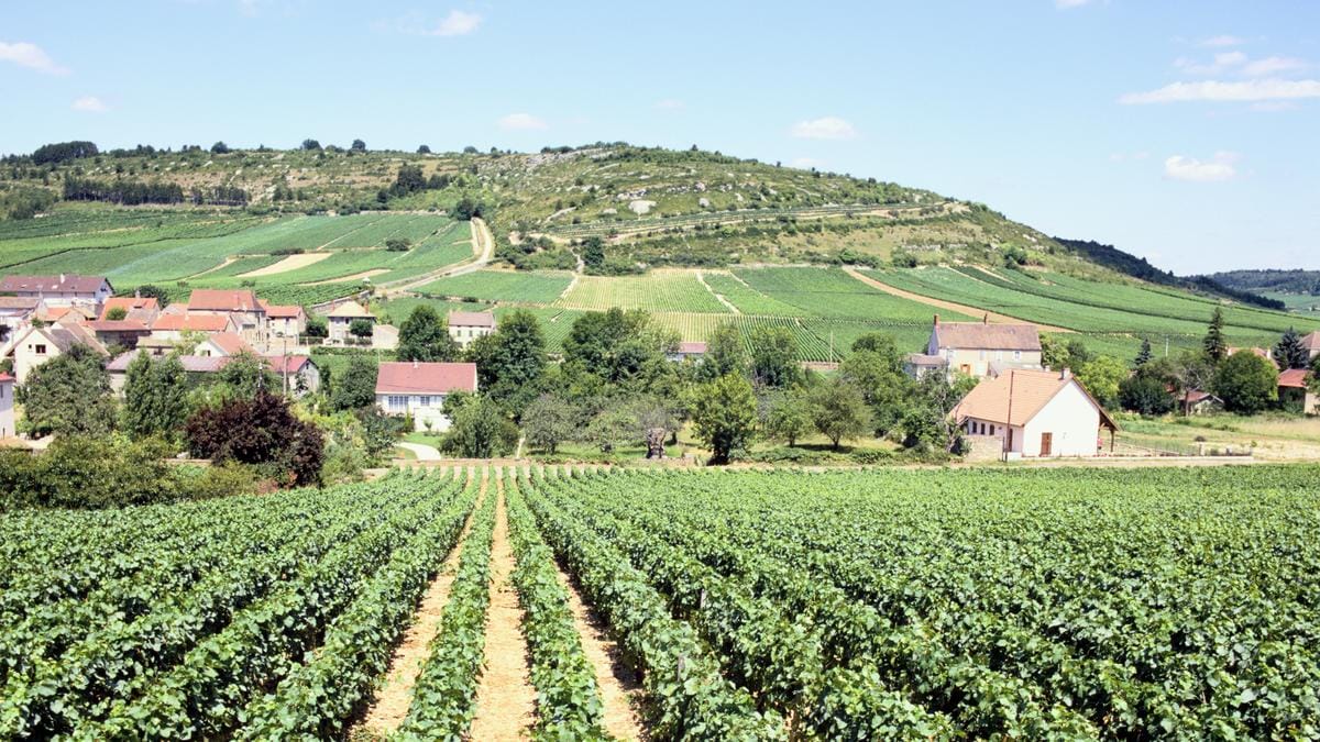 Rekordmennyiségű burgundi bor lopása: Hétezer palack elkallódott félmillió euró értékben