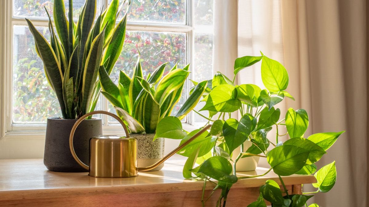 5 hatékony tipp szobanövények átültéséhez - A kertész meglepő tanácsai