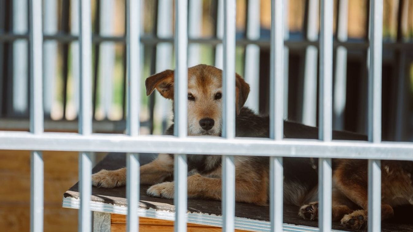 A szívszakító történetem: rendőrség lefoglalta kutyámat védtelenül