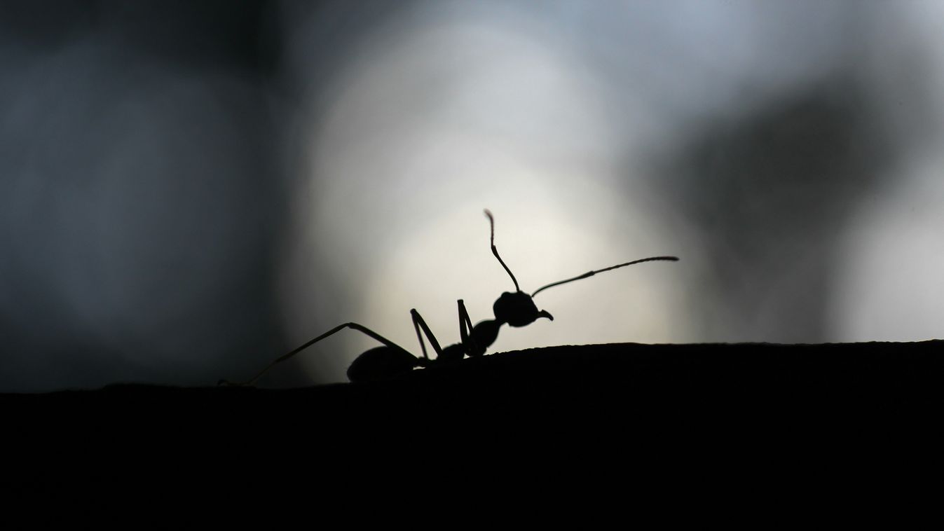 Hogy megszabadulj a hangyáktól: hatékony módszerek otthoni védekezéshez
