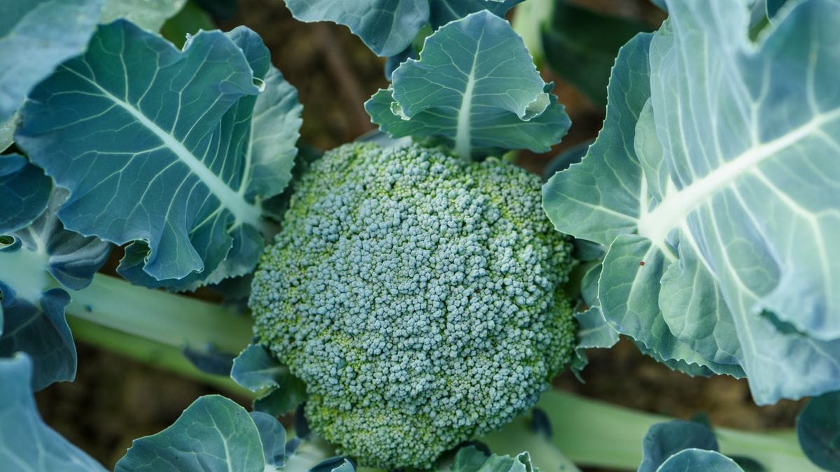 12 lenyűgöző módszer, ahogy a harisnya segíthet a brokkoli termesztésben