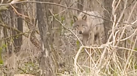 Félre ne tegyél, mert farkas jár Magyarországon! Állítólag Ács közelében többször is látták a ragadozót – videó is bizonyítja