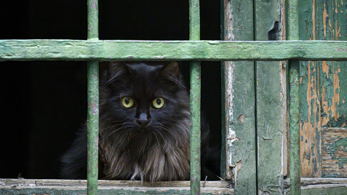 Önkéntes hősök megmentették Luna cicát a biztos haláltól – elragadó fotók