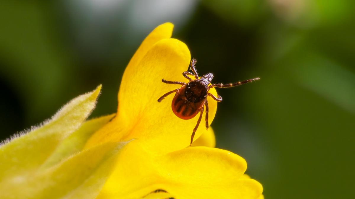 Úttörő felfedezés a Lyme-kór megelőzésében: megoldás a kutatók kezében?