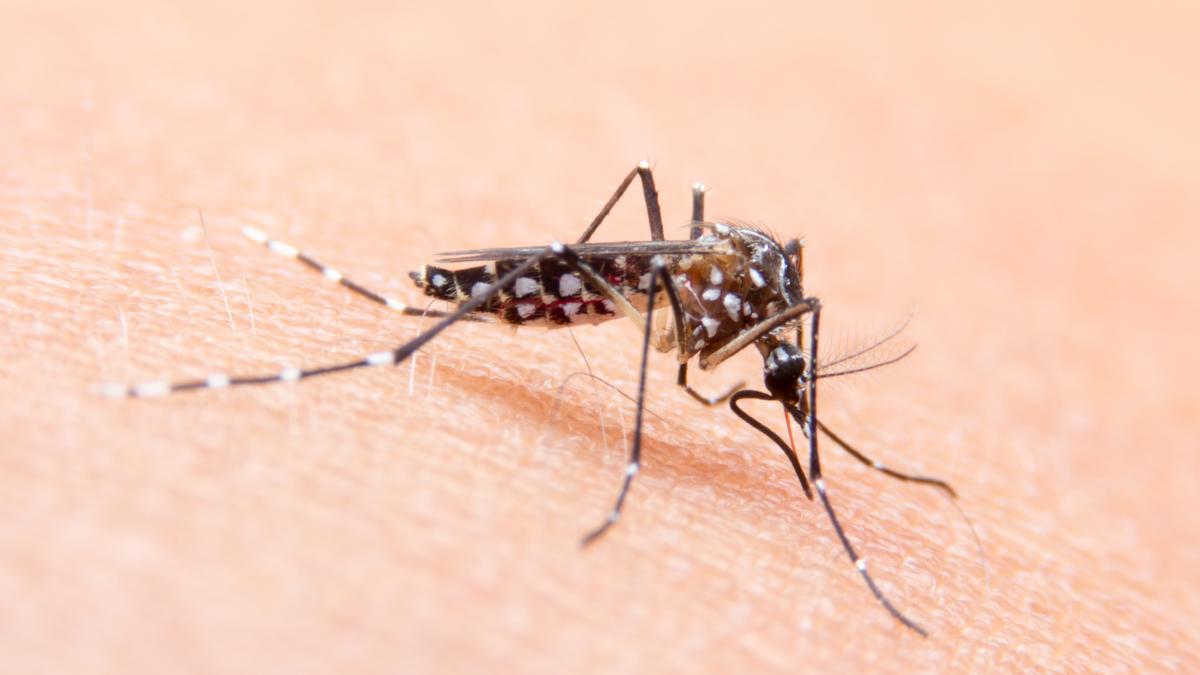 Figyelmeztetés: Trópusi betegséget terjesztő szúnyogok jelentek meg a környékünkön!