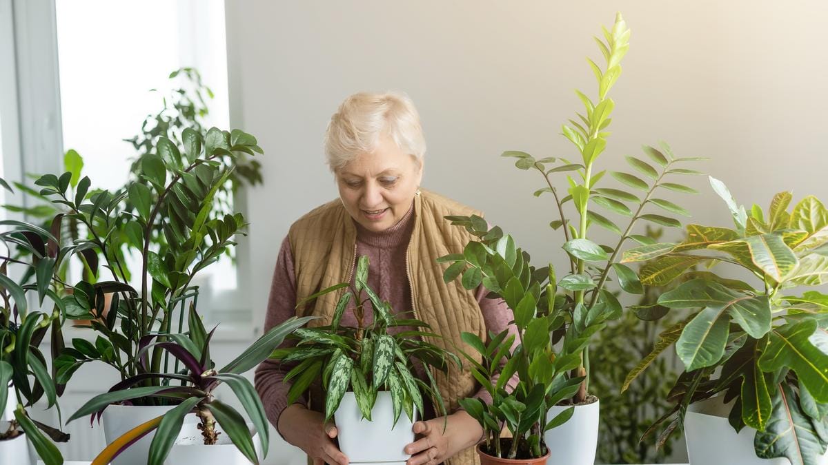 Az 5 legmérgezőbb szobanövény, amelyet kerülnie kell: védelmezze szeretteit