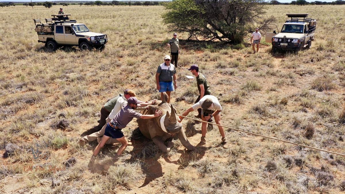 Magyar vadász hőstettével megmentette Afrika orrszarvúit – kihívásokkal teli életre szóló élmény fotókkal