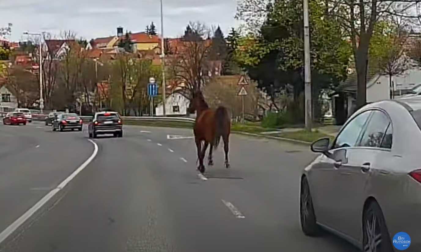 A Városi Szabályokat Figyelmen Kívül Hagyva: Az Elszabadult Ló Katasztrófát Okozott Szentendre Belvárosában