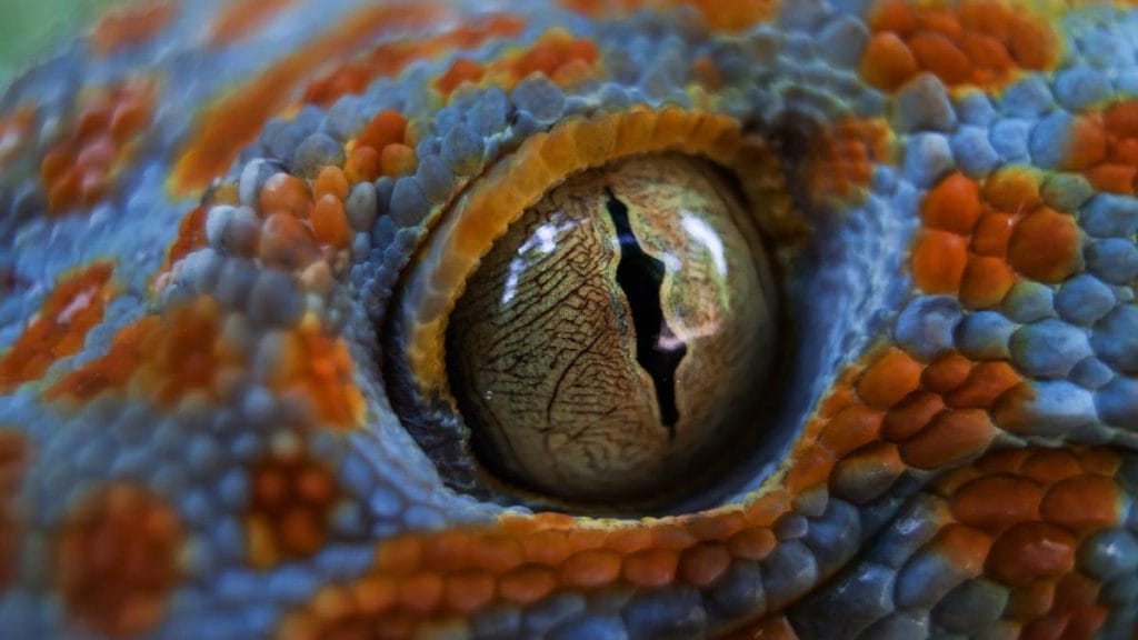 Állati ragadozók: a szemek tükrözik a vadászat művészetét